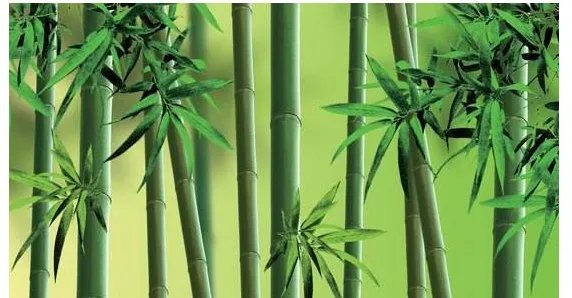 竹子，梅花，蜜蜂路灯，像是哪些职业的人，选择其中一个，试着写一段话。fyfhghhhg？