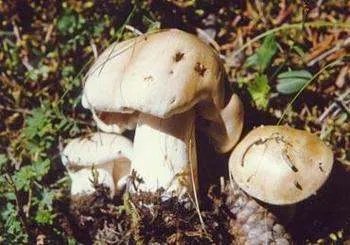 山东常见野生食用蘑菇
