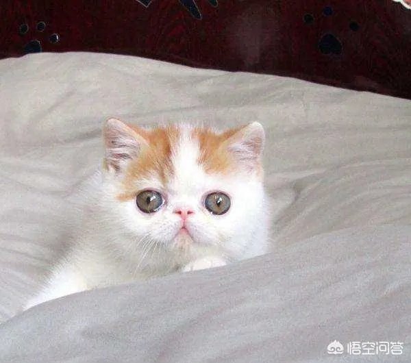 异短吃什么会变重,异短吃什么补充营养?