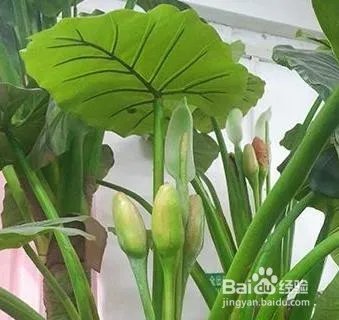 霸王芋