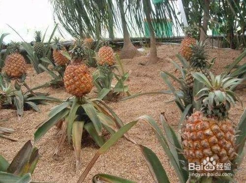 普吉岛在哪里_普吉岛在哪个国家