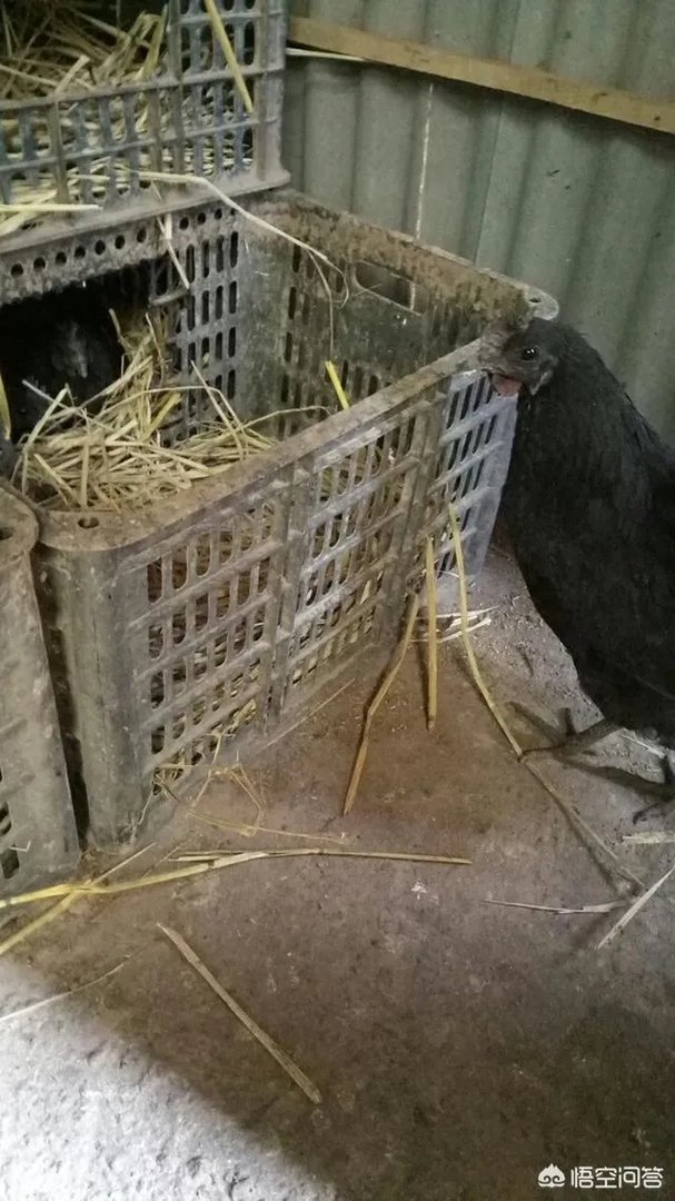 养绿壳蛋鸡有前景吗？有什么好建议？