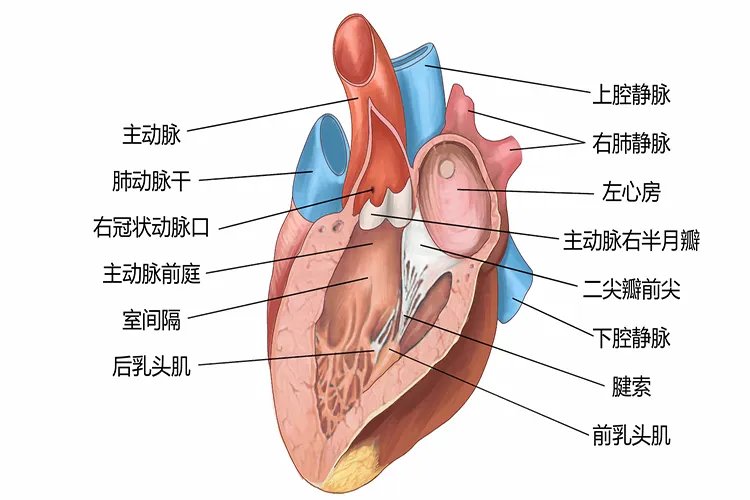 人体心脏结构示意图