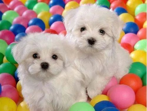 十大名犬分别是哪些品种的?