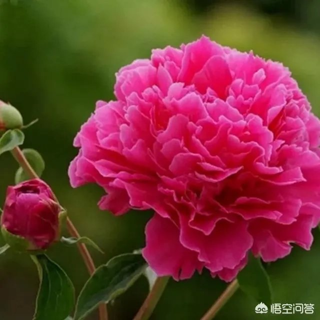 芍药春天怎么养?
