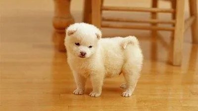 幼犬狗粮可以给成犬吃吗
