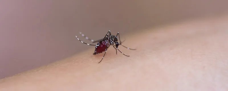 四害指什么 四害有什么