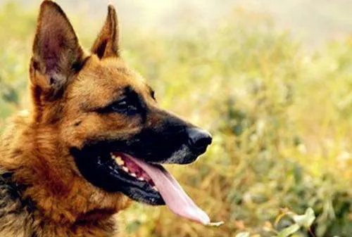 军犬退役后