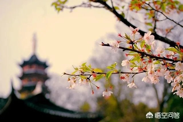 南京鸡鸣寺的樱花什么季节开?
