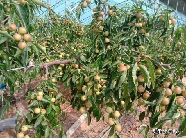 现在冬枣价格多少钱一斤？南方种植冬枣的前景如何？