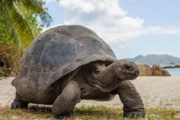 金钱龟的价格?