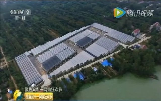 为什么很多人都说“千万不要买宿迁的花”?