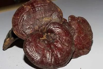 莽林灵芝的功效和作用是什么 莽林灵芝有哪些用途