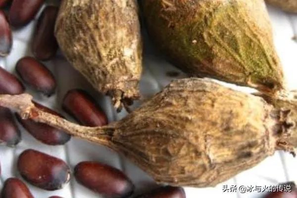 腊梅种子怎么种植?