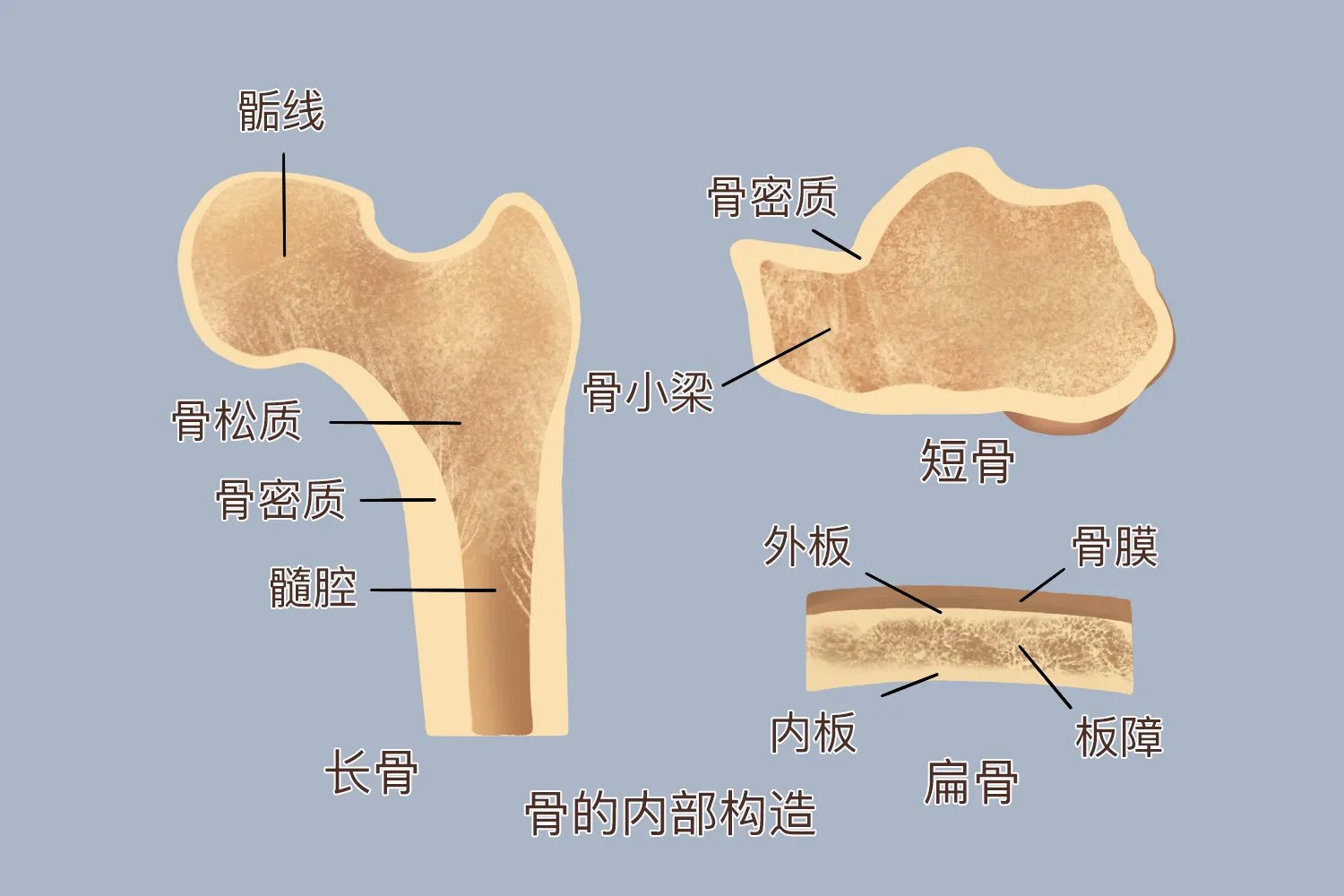 骨骼图片