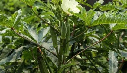 秋葵种植方法