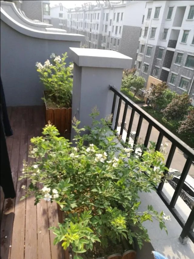 为什么很多人都说“千万不要买宿迁的花”?