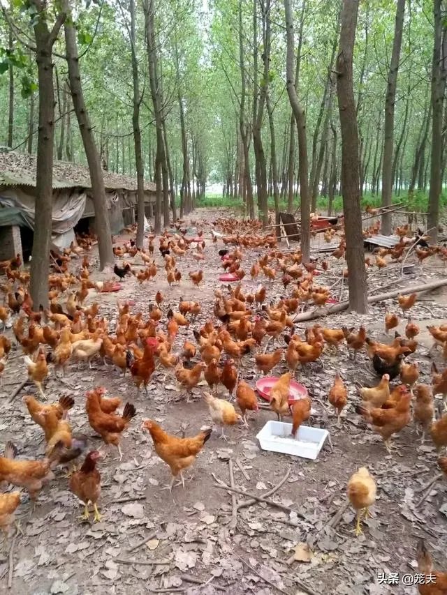养绿壳蛋鸡有前景吗？有什么好建议？
