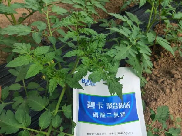 冷棚西红柿栽培与技术视频播放