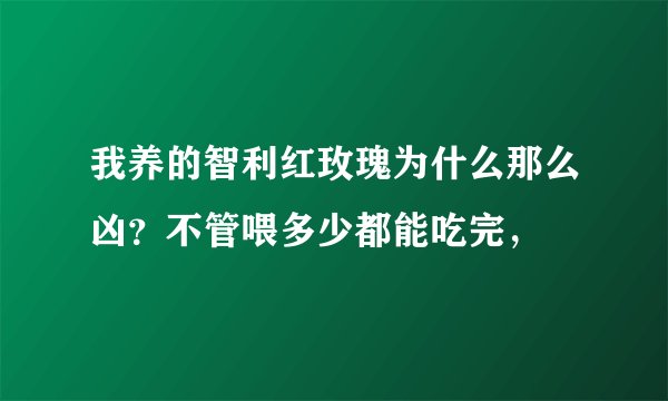 我养的智利红玫瑰为什么那么凶？不管喂多少都能吃完，