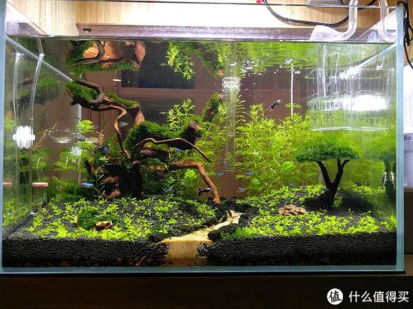 造景 篇一:小白也能玩草缸—聊一聊我的水草缸造景历程