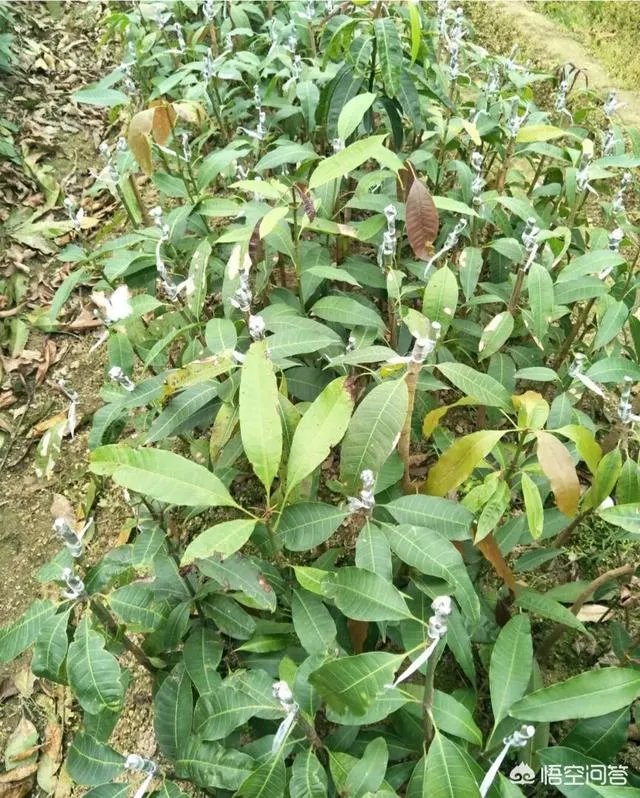 芒果是如何进行种植的?怎样用种子来育苗?