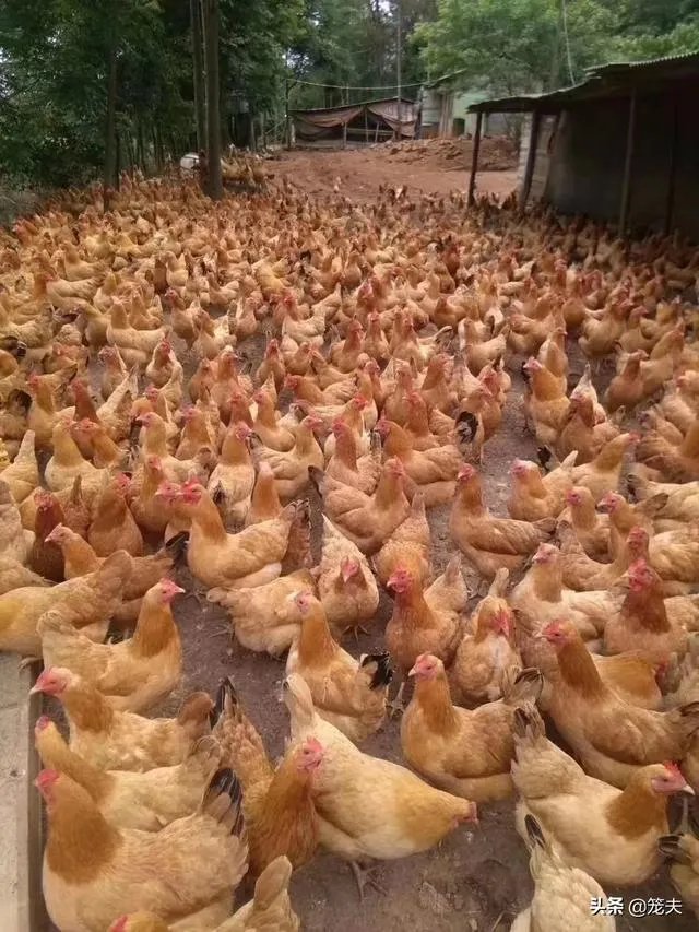 养绿壳蛋鸡有前景吗？有什么好建议？