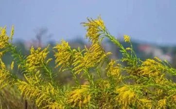 3月5日出生的人很可怕吗 3月5日生的人是什么星座