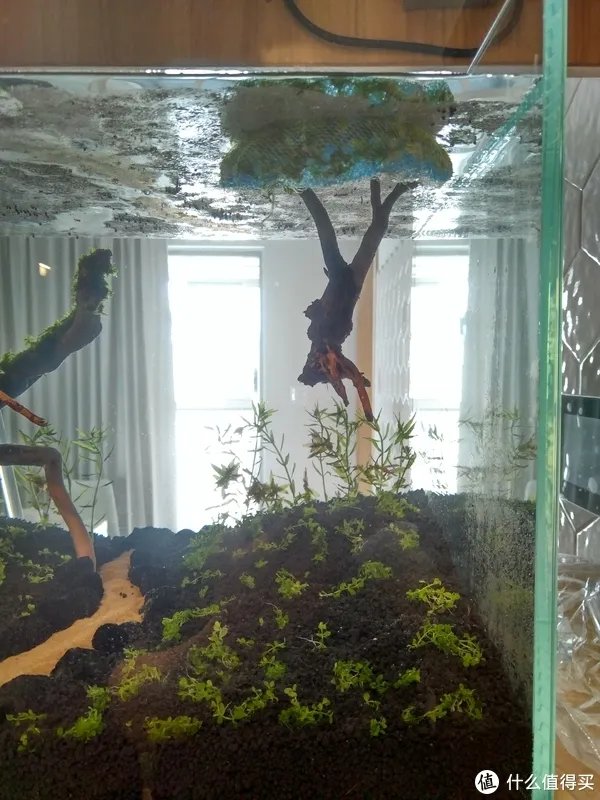 造景 篇一:小白也能玩草缸—聊一聊我的水草缸造景历程