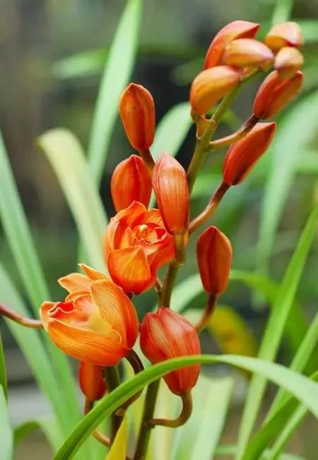 十大洞房花图片?
