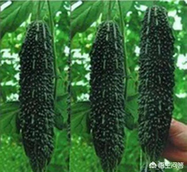 种植黑苦瓜的时候,和普通的苦瓜有哪些区别吗,如何种植黑苦瓜?