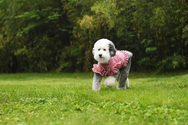 古牧幼犬的照顾要点都有什么呢?