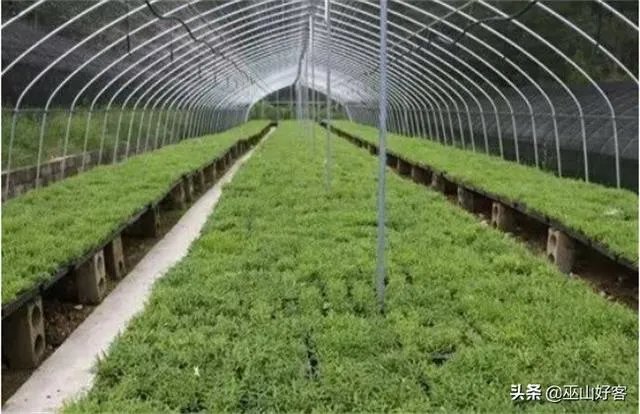 石斛的种植技术各位听说过没?