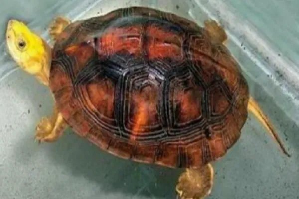 金钱龟的价格?