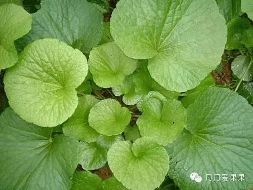 日本料理中的“瓦萨比”到底是什么？山葵和芥末是一种东西吗？