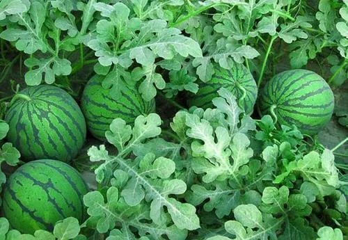 西瓜种植技术？
