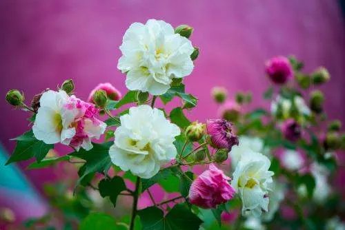成都的市花