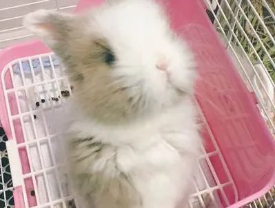 怎么养兔?