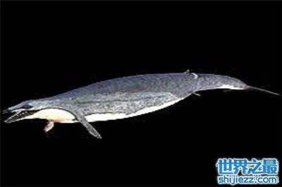 伊西斯龙王鲸是一种远古生物,曾是海洋中的霸主