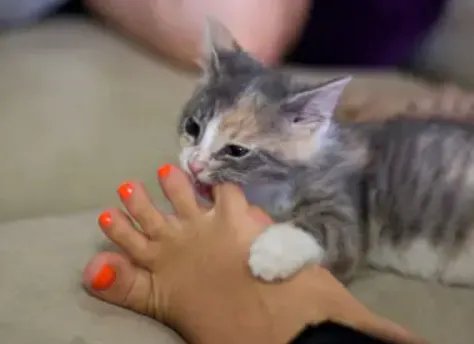 梦见被猫咬是什么意思 周公解梦