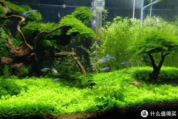 造景 篇一:小白也能玩草缸—聊一聊我的水草缸造景历程