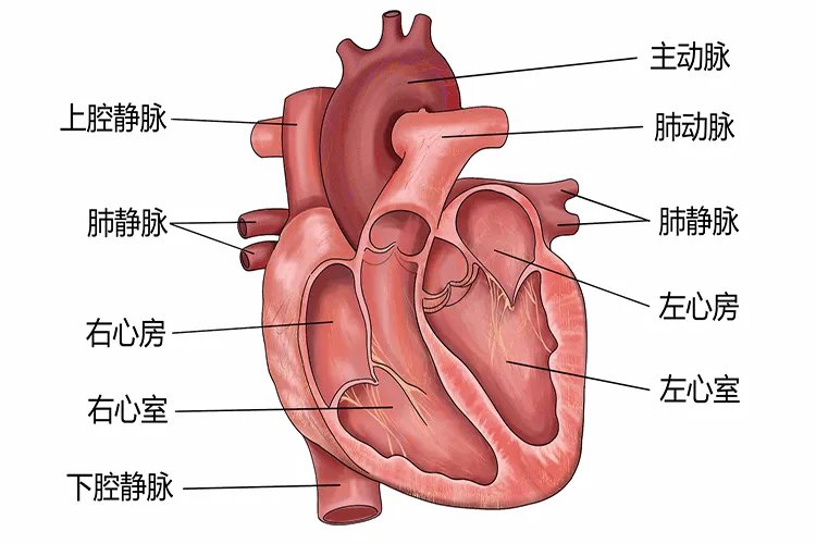 人体心脏结构示意图