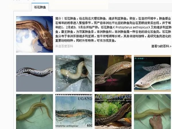 这是什么鱼