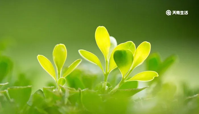 独出心裁的意思