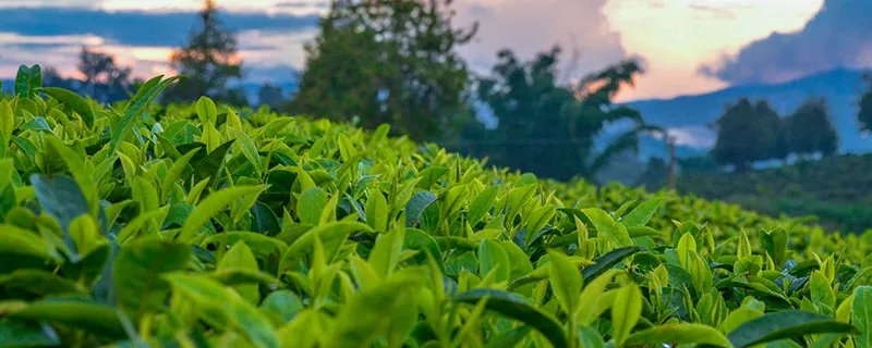 茶有哪些种类 茶的种类有哪些