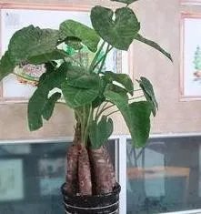 霸王芋