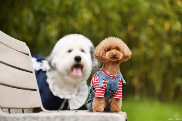 古牧幼犬的照顾要点都有什么呢?