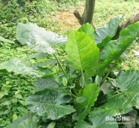 霸王芋