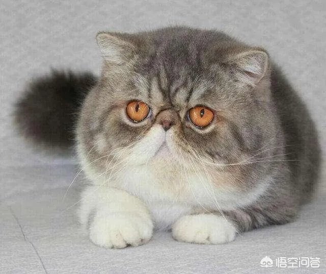 异短吃什么会变重,异短吃什么补充营养?