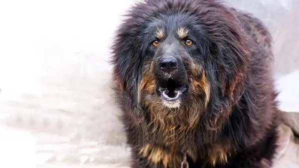十大名犬分别是哪些品种的?